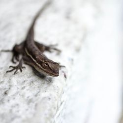 Close-up of lizard