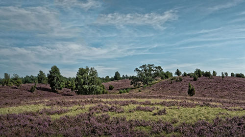 Scenic view of field against sky