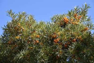 Low angle view of orange tree against sky