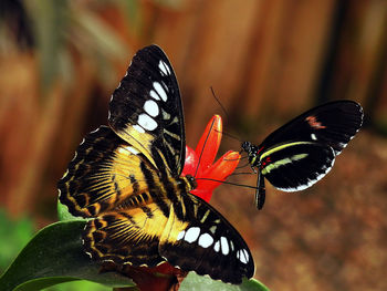 Close-up of butterfly perching on leaf