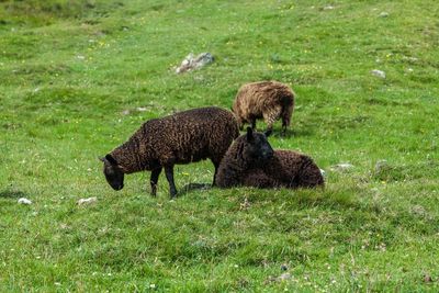 Mallard duck on field