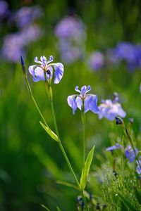 Blue iris in the sunshine