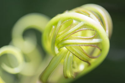 Close-up of spiral plant