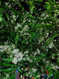 Full frame shot of white flowering plants