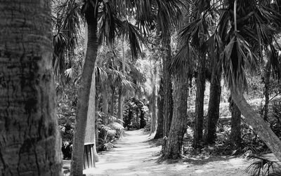 Narrow walkway along trees