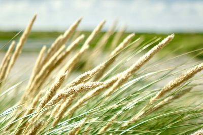 Close-up of stalks in field