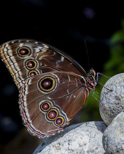 Close-up of butterfly on rock