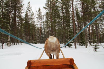 Reindeer on snow covered land