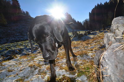 Dog on landscape against sky