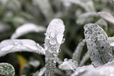 Close-up of snow on leaf during winter