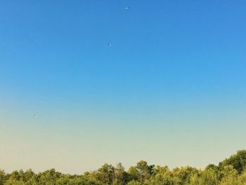 Bird flying against clear blue sky