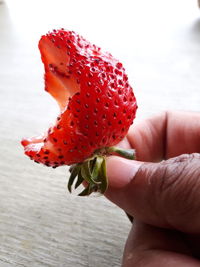 Close-up of hand holding red flower