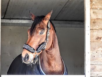 Close-up of horse in stable