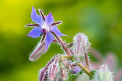 Close up of a borage flower