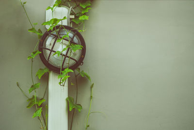 Close-up of potted plant against wall