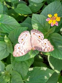 Close-up of butterfly on leaf