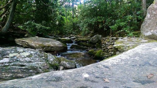 Stream flowing through forest