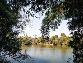 Scenic view of lake in forest against sky