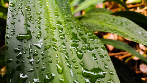 Close-up of wet plant leaves during rainy season