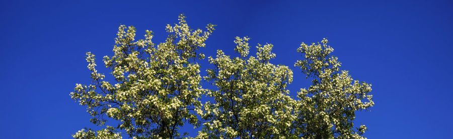 Low angle view of flowering plant against blue sky