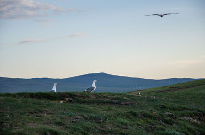 Seagull flying over a land