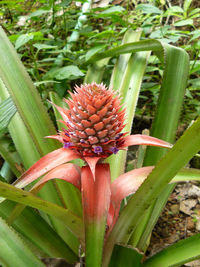 Close-up of flowers