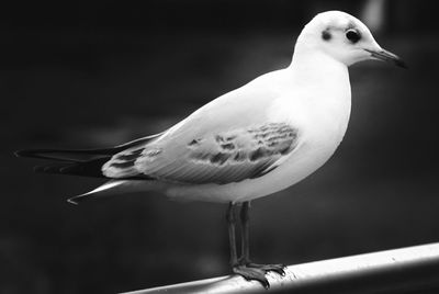 Seagull perching on railing