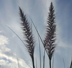 Low angle view of plants growing against sky