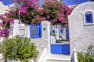 Pink flowering tree by building