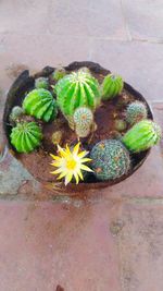 High angle view of potted plant