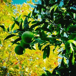 Close-up of fruit growing on tree