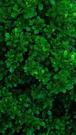 Full frame shot of fresh green plants