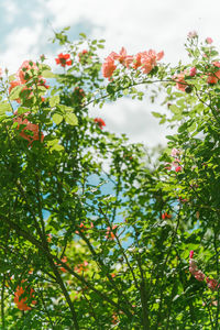 Low angle view of red flowering plant