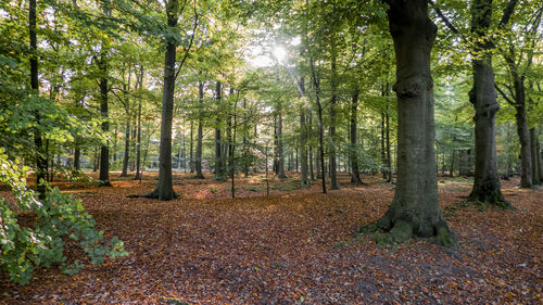 Trees in forest during autumn