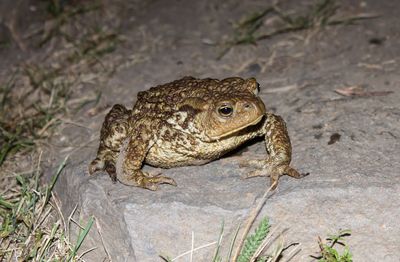 Close-up of frog on rock