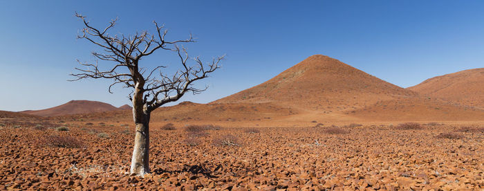 Singel tree in damaraland, part of the erongo region in namibia
