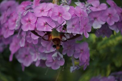 Clearwing hummingbird moth in the garden