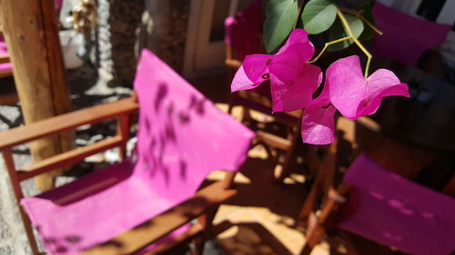 Close up of pink flower