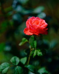 Close-up of red rose