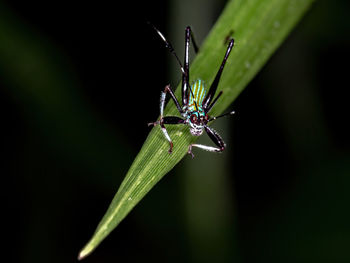 Close-up of insect on leaf