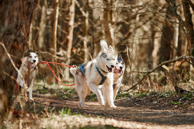 Dogs running in forest