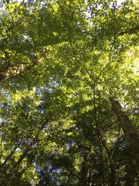 Low angle view of trees against sky