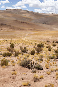 Puna, cordillera de los andes. scenic view of desert