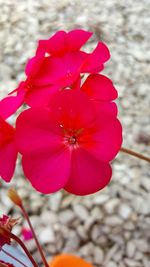 Close-up of pink flowers