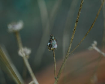 Close-up of insect on flower