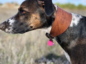 Close-up of dog looking away