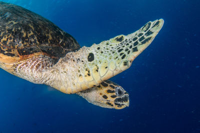 Close-up of turtle swimming in sea