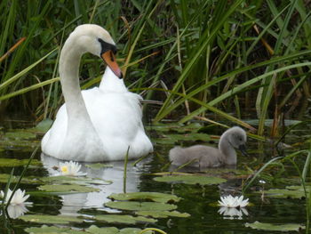 White swan floating on lake