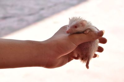 Close-up of hand holding stick