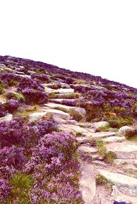 Plants growing on field